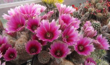 Preview: Echinocereus dasyacanthus (Lajitas)